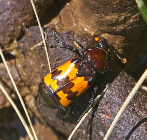 Margined Sexton Beetle