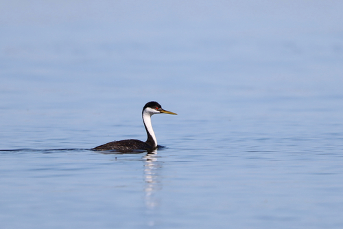Western Grebe