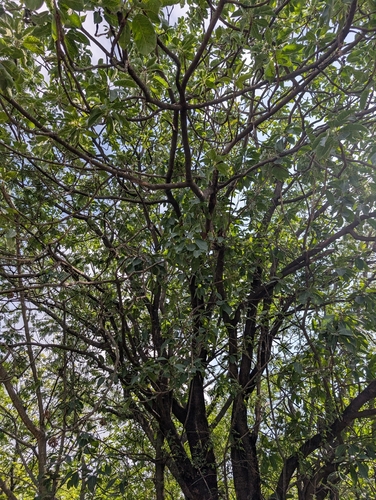 Madhuca longifolia, photograph 3