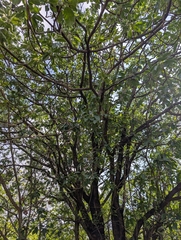 Madhuca longifolia, photograph (c) Ravuri Krishna Chaitanya, some rights reserved (CC BY)