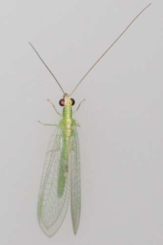 Red-lipped Green Lacewing