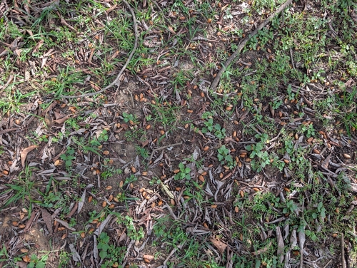 Madhuca longifolia, photograph 4