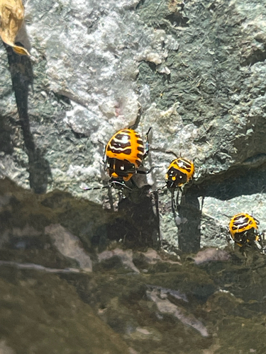 Harlequin Bug