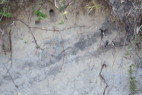 Bank Swallow