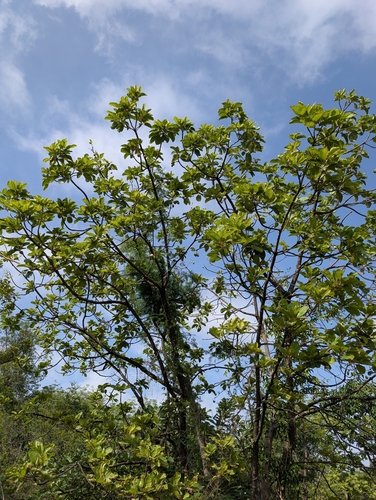 Madhuca longifolia, photograph 2