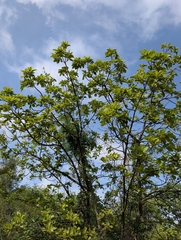 Madhuca longifolia, photograph (c) Ravuri Krishna Chaitanya, some rights reserved (CC BY)