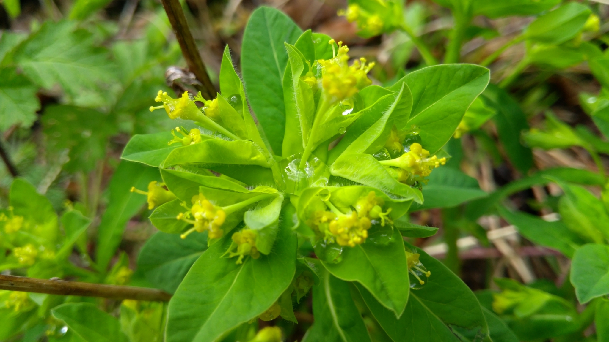 Euphorbia carniolica