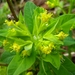 Carniolan Spurge - Photo (c) Wilhelm Richard BAIER, some rights reserved (CC BY-NC), uploaded by Wilhelm Richard BAIER