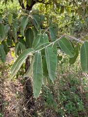 Terminalia elliptica, photograph (c) Ravuri Krishna Chaitanya, some rights reserved (CC BY)