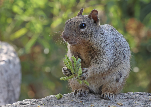 Otospermophilus variegatus