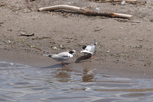 iNaturalist image