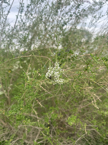 Whitebrush