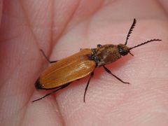 Anostirus castaneus