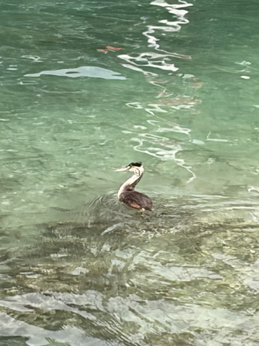 iNaturalist image