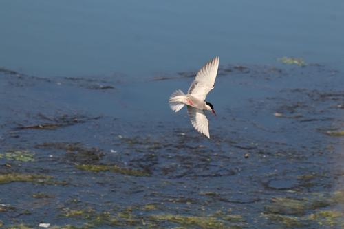 Whiskered Tern