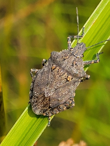 Rough Stink Bugs