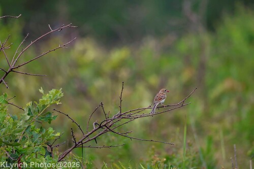 Field Sparrow