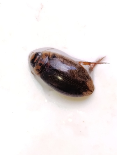 Rhantus gutticollis