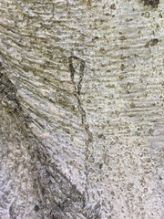 Zimmermannia liebwerdella