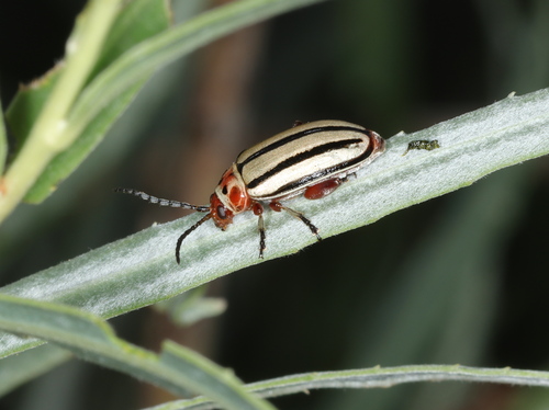 Striped Willow Leaf Beetle
