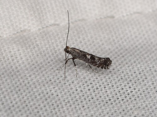 Black Birch Leafminer