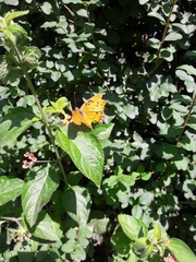Dione vanillae