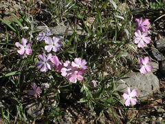 Phlox woodhousei