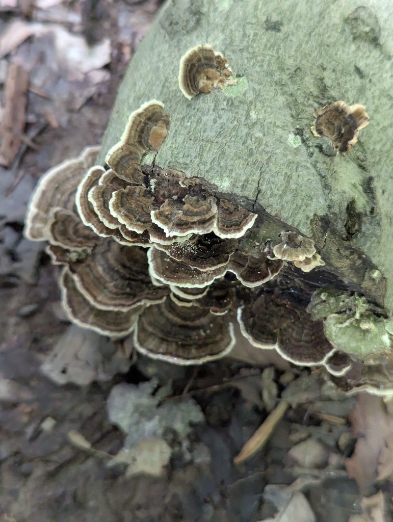 turkey-tail · July 2026 · photo: Photo: no rights reserved · iNaturalist