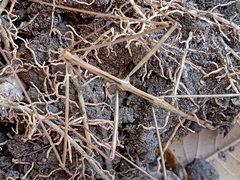 Diapheromera