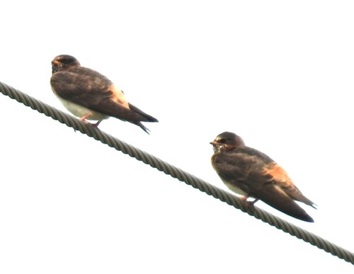 Cliff Swallow