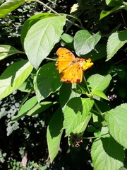Dione vanillae