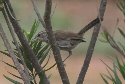Bewick's Wren · Saltapared Cola Larga