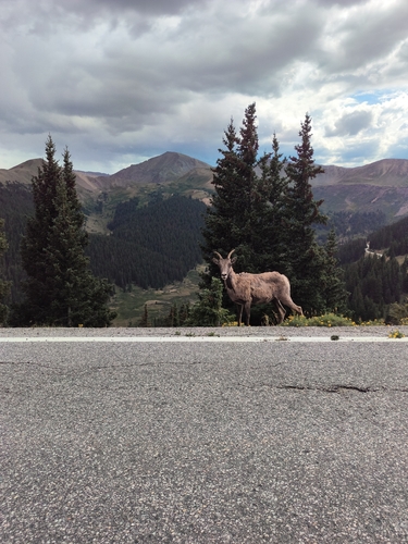 Bighorn Sheep