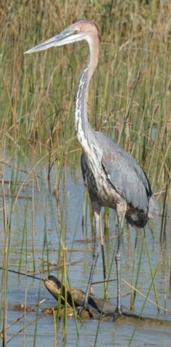 iNaturalist image