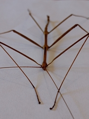 Diapheromera