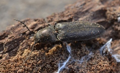 Cidnopus aeruginosus