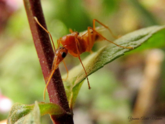 Camponotus