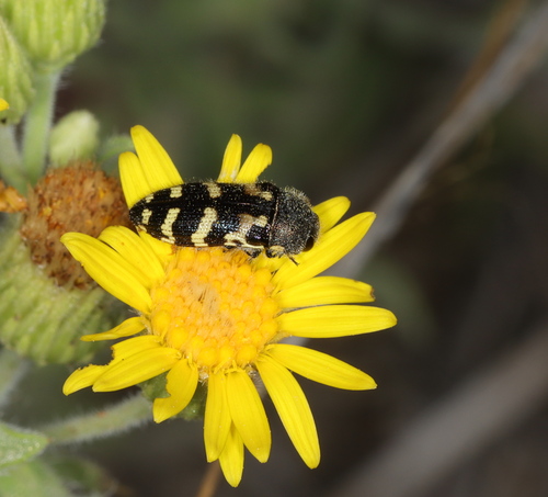 Acmaeodera mixta