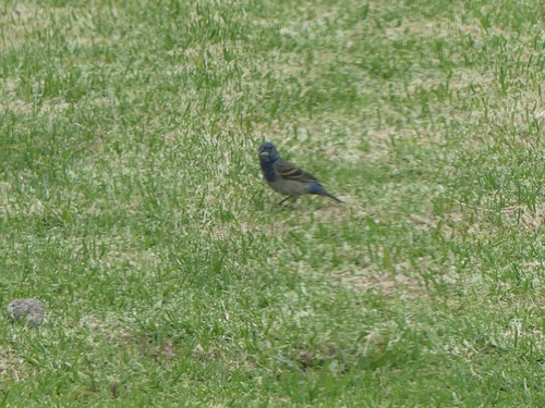 Picogordo azul