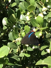 Atlides halesus image