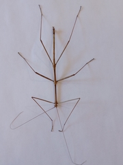 Diapheromera