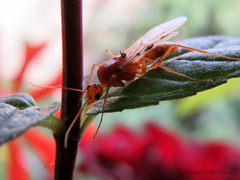 Camponotus