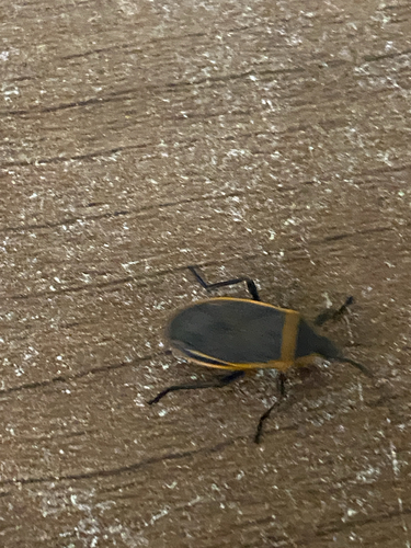 Eastern Bordered Plant Bug