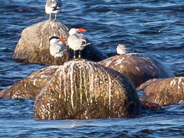iNaturalist: (c) Сергей Красноперов, some rights reserved (CC BY-NC), uploaded by Сергей Красноперов iNaturalist image