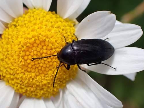 Hymenorus