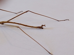 Diapheromera