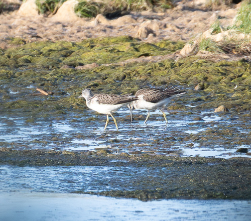 iNaturalist image
