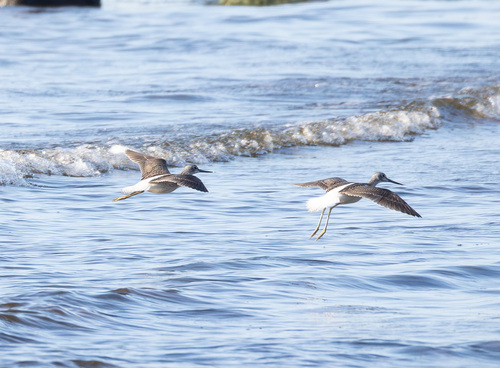 iNaturalist image