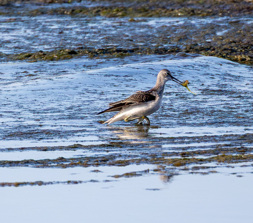 iNaturalist image
