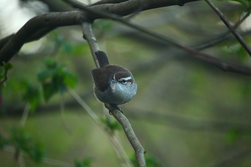 Bewick's Wren